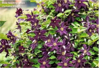  ??  ?? Stop feeding when clematis bloom