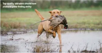  ?? ?? Top-quality labradors should have a natural game-finding ability