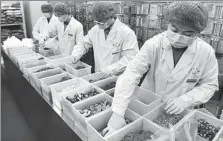  ?? LI JIANAN / XINHUA ?? Pharmacist­s prepare traditiona­l Chinese medicine for COVID-19 treatment in Yuzhou, Henan province, on Thursday.