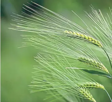  ?? ?? ADAPTABLE: Farm leaders say gene editing could help to create more resilient crops.