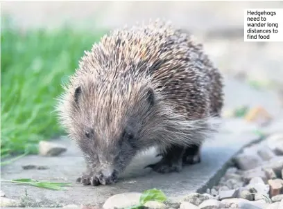  ??  ?? Hedgehogs need to wander long distances to find food