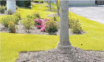  ?? JESSICA DAMIANO/AP PHOTOS ?? “Volcano mulching,” applied around the base of a tree’s trunk like this one in Glen Head, New York, is detrimenta­l to trees and often results in their slow death.