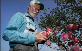  ?? AP ?? Organic farmer George Naylor looks over organic apples grown on his farm on Sept. 13 near Churdan, Iowa. Naylor, along with his wife Patti, began the transition to organic crops in 2014.