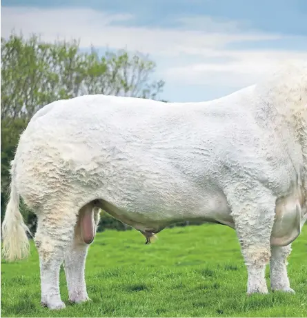  ??  ?? Charolais bull Maerdy Morwr, the supreme champion at the online Scottish Agricultur­al Show.