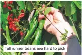  ??  ?? Tall runner beans are hard to pick