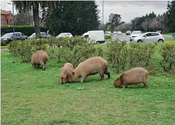  ?? ?? Odiados o amados por los residentes, los carpinchos reconquist­aron el Delta del río Paraná en 2021..