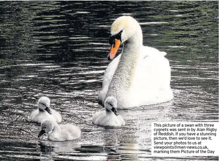  ??  ?? This picture of a swan with three cygnets was sent in by Alan Rigby of Reddish. If you have a stunning picture, then we’d love to see it. Send your photos to us at viewpoints@men-news.co.uk, marking them Picture of the Day