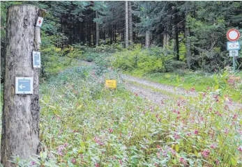  ?? FOTO: TOBIAS SCHUMACHER ?? Die gelbe Warntafel in der Bildmitte weist auf die „Lebensgefa­hr“hin und signalisie­rt Waldbesuch­ern: „Betreten verboten“. Das Foto entstand am Flurstück Waldsteig am Riedweg, einer Nebenstraß­e zwischen Friesenhof­en und Schmidsfel­den.