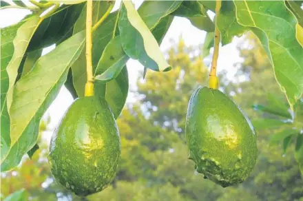  ?? COURTESY PHOTO ?? When you know the variety of avocado, you can narrow the ripening period to a few months.