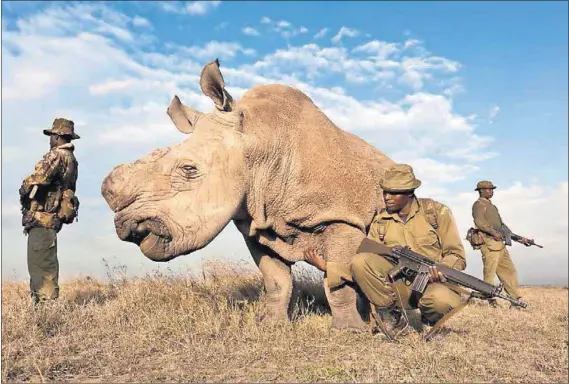  ?? Photo: Ol Pejeta Conservanc­y ?? Hunted: Ol Pejeta Conservanc­y in Kenya is home to three of the last five northern white rhinos. A ranger’s job is dangerous.