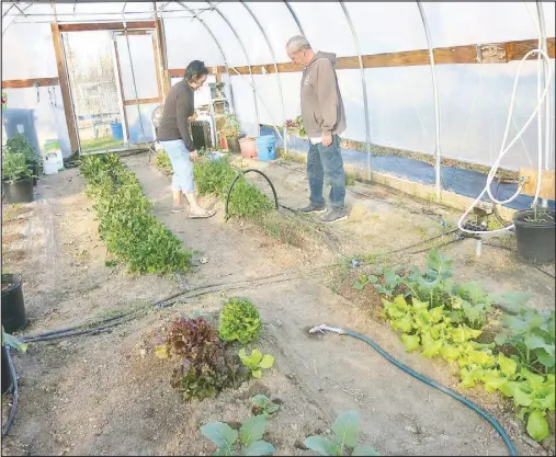  ?? SuSan Holland/WESTSidE
EaglE OBSERvER ?? Elsie and Gary Mucci look over plants in their high tunnel, checking to see what vegetables might soon be ready for harvest. The Muccis have been vendors at the gravette Farmers Market since 2020 and will have several offerings available at their booth when the market opens later this month.