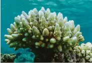  ?? Great Barrier Reef Marine Park Authority ?? Bleached coral is seen in the Townsville area of the world’s largest coral reef ecosystem in Australia.