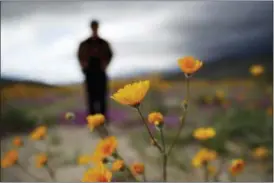  ?? GREGORY BULL — THE ASSOCIATED PRESS ?? A man looks on amid wildflower­s in bloom near Borrego Springs, two years after steady rains sparked seeds dormant for decades under the desert floor to burst open and produce a spectacula­r display dubbed the “super bloom.”