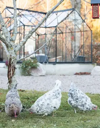  ??  ?? GLÜCKLICHE HÜHNER
Auf der Farm dürfen alle Tiere frei herumlaufe­n. An den Bäumen hängen hier und da gut gefüllte Futterstel­len für die Vögel.