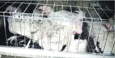  ?? — PETA ?? A still from PETA footage of Abbotsford chickens in questionab­le conditions.