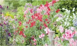  ??  ?? SNIP HAPPY: A vase of sweet peas will brighten up an indoor space