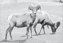  ?? ASSOCIATED PRESS FILE PHOTO ?? The B.C. government is increasing the hunt for California bighorn mountain sheep at the same time that it’s culling some of its predators, specifical­ly wolves and coyotes.