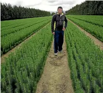  ?? PHOTO: WARWICK SMITH/STUFF ?? Patrick Murray with pinus radiata at his nursery in Woodville.