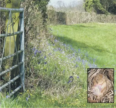  ?? NEIL HULME ?? Spring flowers along a Sussex hedgerow and , inset, a hazel dormouse – one of the many species benefittin­g from well-managed hedgerows. Pics by Neil Hulme