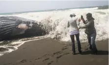  ?? Sam Wolson / Special to The Chronicle ?? Julia Apolinar ( left) and Ernesto Apolinar check out a dead female humpback whale on the beach in Pacifica this month.