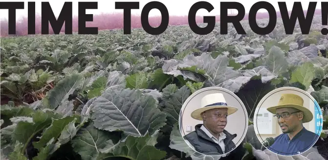  ?? EXCITED: Minister Kgafela TIME TO DIG DEEP: Moatshe ?? GREEN GOODNESS: Veggies are in demand