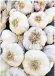  ??  ?? In an experiment, men who ate 12g of garlic – equivalent to four bulbs – had armpit sweat that was rated more attractive by women