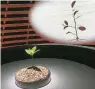  ??  ?? 愛茉莉太平洋的標誌為­山茶花，以投影方式展示山茶花­發芽開花的生長過程，比喻該集團秉持着“媽媽的愛”為品牌理念。