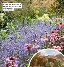  ?? ?? A marvellous mix of stipa, perovskia and echinaceas