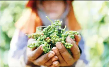  ?? PHA LINA ?? A labourer holds recently harvested peppercorn­s at a plantation in Ratanakkir­i province last year.