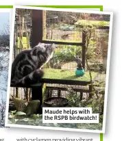  ??  ?? Maude helps with the RSPB birdwatch!