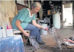  ??  ?? Julie Willis says the joeys need special milk formula every two to four hours.