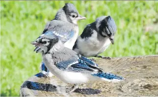  ?? VIRGINIA McEWEN ?? Juvenile Blue Jays enjoy a bird bath. This species is a regular breeder in our region.