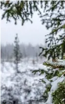  ?? LEHTIKUVA /
FOTO: OTTO PONTO/ ?? Den första snön har fallit på flera håll i Lappland. Bilden är tagen i Kittilä på lördagen.