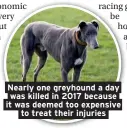  ??  ?? Nearly one greyhound a day was killed in 2017 because it was deemed too expensive to treat their injuries