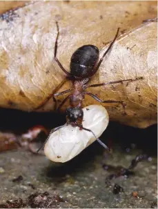  ??  ?? Above left: a worker milks black bean aphids, stroking them with its antennae to draw out drops of honeydew. Above: another worker carries an ant cocoon over the woodland floor, possibly moving it between budded and mother nests. Below: all workers...