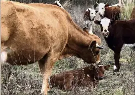  ??  ?? Dorloté par sa mère, le veau n’a que quelques jours... et peut se présenter comme Pradétan. Un deuxième vêlage est attendu dans les prochains jours