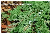  ??  ?? Blue Rug creeping juniper.