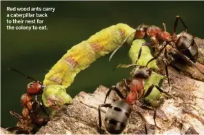  ??  ?? Red wood ants carry a caterpilla­r back to their nest for the colony to eat.