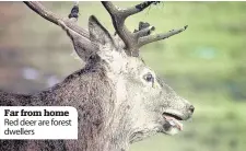  ??  ?? Far from home Red deer are forest dwellers