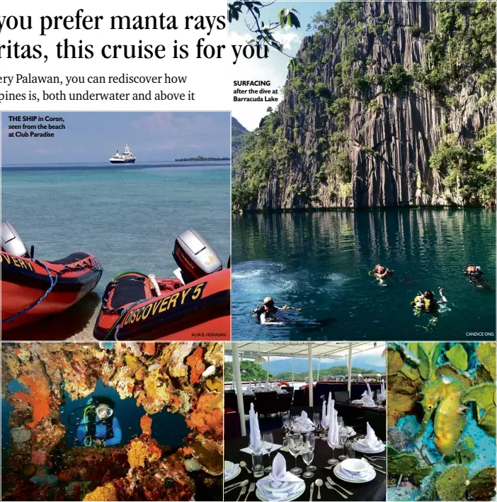  ?? ALYA B. HONASAN
CANDICE ONG
PHOTOS BY YVETTE LEE ?? THE SHIP in Coron, seen from the beach at Club Paradise SURFACING after the dive at Barracuda Lake
DIVER at the wreck of Kyokuzan Maru; the ship’s dining deck; a pregnant thorny seahorse at the Club Paradise house reef