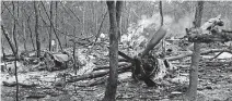  ??  ?? The scattered wreckage of the Douglas DC-6 carrying Dag Hammarskjö­ld in a forest near Ndola, Zambia. Pic AP