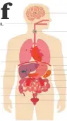  ?? KIDNEY SMALL INTESTINE URETER ??