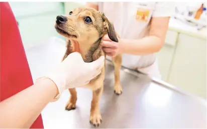 ?? FOTO: INGA KJER/DPA-TMN ?? Halter sollten ihre Hunde vor einem qualvollen Tod schützen – und sie gegen Staupe impfen lassen.