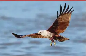  ?? FILE PIC ?? The brahminy kite is among the birds of prey that migrate to the Straits of Malacca every March.