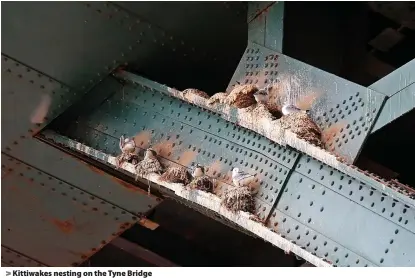  ?? ?? Kittiwakes nesting on the Tyne Bridge