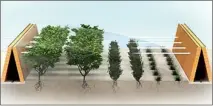  ??  ?? Smart: This graphic shows how evaporativ­e hedges will provide humidity and shelter for plants growing there