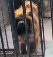  ?? THE ASSOCIATED PRESS ?? A Tibetan mastiff looks out from a cage near a sign which reads
“African lion” in Luohe zoo.