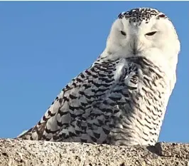  ?? MARK SIMPSON ?? A snowy owl on the lakefront, observed during a fishing outing Nov. 27.