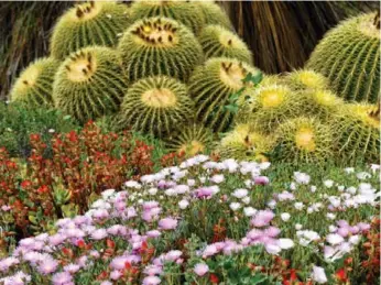  ?? DREAMSTIME ?? The Botanical Garden at Springs Preserve in Las Vegas features a variety of drought tolerant plants.