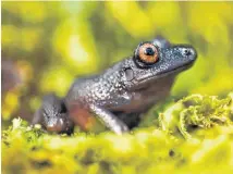  ?? HANDOUT VIA REUTERS ?? The devil-eyed frog (Oreobates zongoensis), discovered by a scientific expedition in the high Bolivian Andes, revealed a new species to the scientific community.